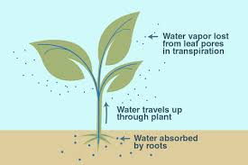Water moves from roots to leaves of a tree or plant through the xylem due to  three process, diffusion, transpiration and capillary action. 