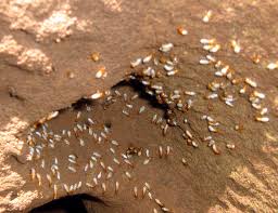 termite,digest, wood