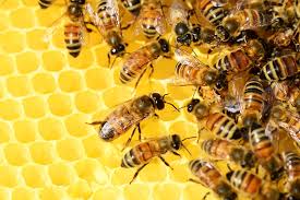 Honey, nectar, beehive, honey making, process, comb, healing power, components, drones, workers, queen bee, beenest,