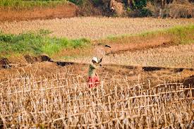 dry farming,cultivation, irrigation, farmer, water