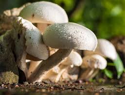 mushroom, fact,fungi, protein, vitamin
