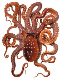 octopus,tangle