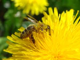 pollination,pollen, flower,bee