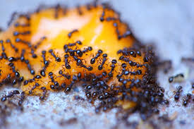 ants, pheromone