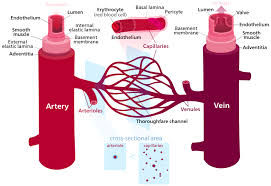 blood vessel,body, lungs,cardio vascular
