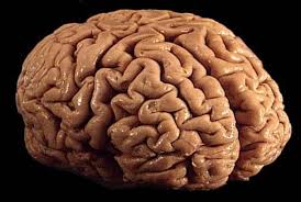 brain, left hemisphere, right hemisphere