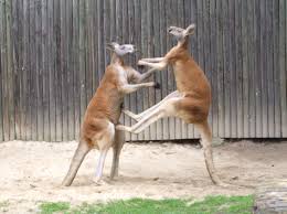 kangaroo, walk, leg