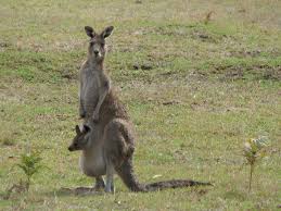 kangaroo, walk, leg
