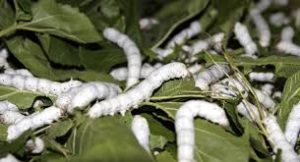 silkworm, silk,sericulture