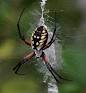 spider silk, cobweb, web, strong