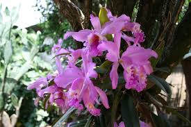 orchid, flowering, plant