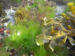 seaweed, algae,plant, underwater