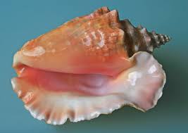 conch, shell, calcium carbonate