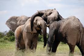 elephant, communicate, feeling, trumpet