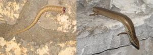wall lizard, tail, escape, enemies