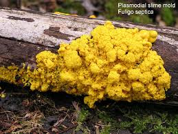 slime mold, fungi, plant, amoeba , plasmodia