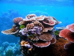 Great Barrier Reef, coral reef, coral bleaching, endangered species, coral, Coral Sea, Green Sea Turtle, humpback whales, Dugong, Great Barrier Reef Marine Park,