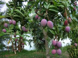 Mango, fruit, most eaten fruit, tropical food, fiber, antioxidants, Beta-carotene, asthma, constipation, enzyme, vitamin C, LDL, cholesterol, alkali reserve