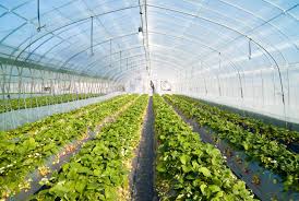 Greenhouse agriculture, soilless agriculture, hydroponic, fumigation, fungi, bacteria, plant, methyl bromide, ceramic rock, rock wool