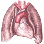 The Lungs: Basics we ought to know.