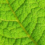 Know the structure of a leaf