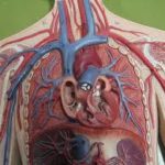 blood vessel,body,capillary,cardio vascular, heart