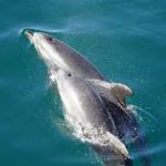 Dolphins: Know more about them