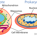 human body,cell