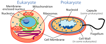 human body,cell
