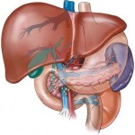 Pancreas: Essential points ought to be known