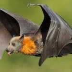 3D neural compass cells enable our navigation: Bats