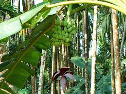 Are bananas growing on trees? - attemptNwin