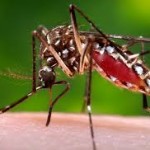 Chikungunya: Essential points ought to be known 