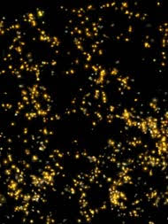Saraswati, supercluster, galaxy, cluster, milky way, light year, indian scientist, Stripe 82, Sloan Digital Sky Survey, SDSS, gravity, black hole, universe