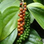 Pepper, spice, black, peppercorn, plant, influential, herb, medicinal, healing, cuisine, precious, asset, currency, plant, oblong,