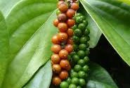 Pepper, spice, black, peppercorn, plant, influential, herb, medicinal, healing, cuisine, precious, asset, currency, plant, oblong,