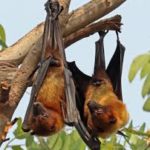 Zoonosis and Nipah outbreak  