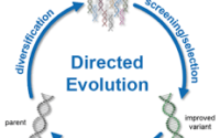 Directed evolution, enzyme, bacteria, Frances Arnold, George Smith, Gregory Winter, Nobel Prize, Chemistry, bacteria