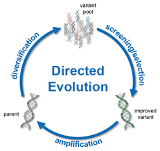 Directed evolution, enzyme, bacteria, Frances Arnold, George Smith, Gregory Winter, Nobel Prize, Chemistry, bacteria