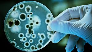 Biotechnology, application, Green Biotechnology, red biotechnology, White Biotechnology, Blue Biotechnology, BT cotton, Bacillus Thurinigiensis, ball worm, transgene, gene,
